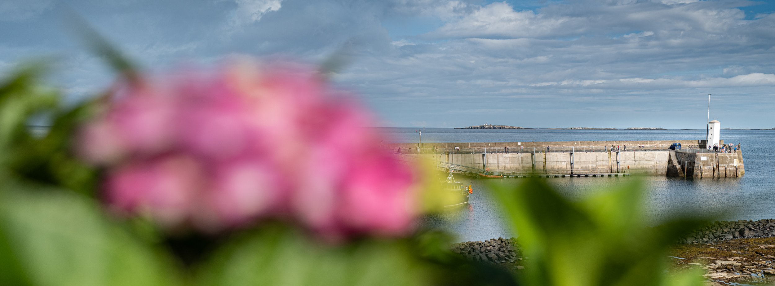 Xpan Seahouses lighthouse-harbor-pink flower.jpg