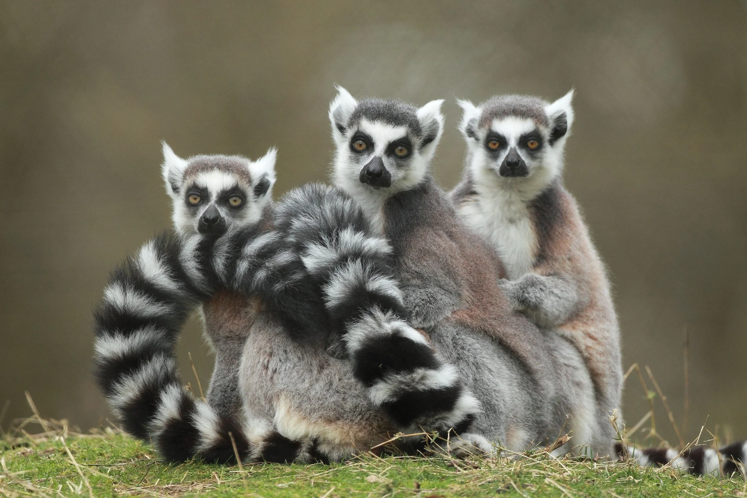 Trois makis souriants, deux assis, un couché, avec des yeux highlights, pelage rayé noir et blanc, sur herbe