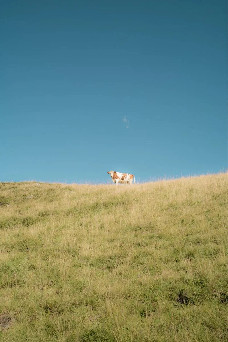 Vache blanche avec des taches brunes dans un champ verdoyant sous un ciel bleu clair.