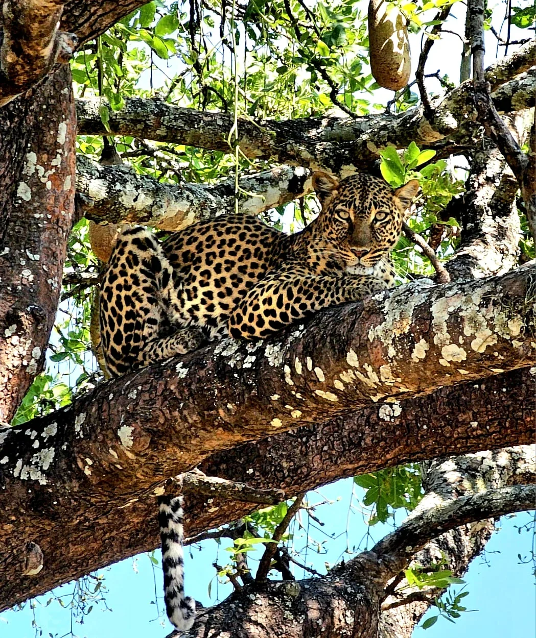 Leopard resting on a large tree branch among leafy woodland in Katavi National Park, Tanzania.