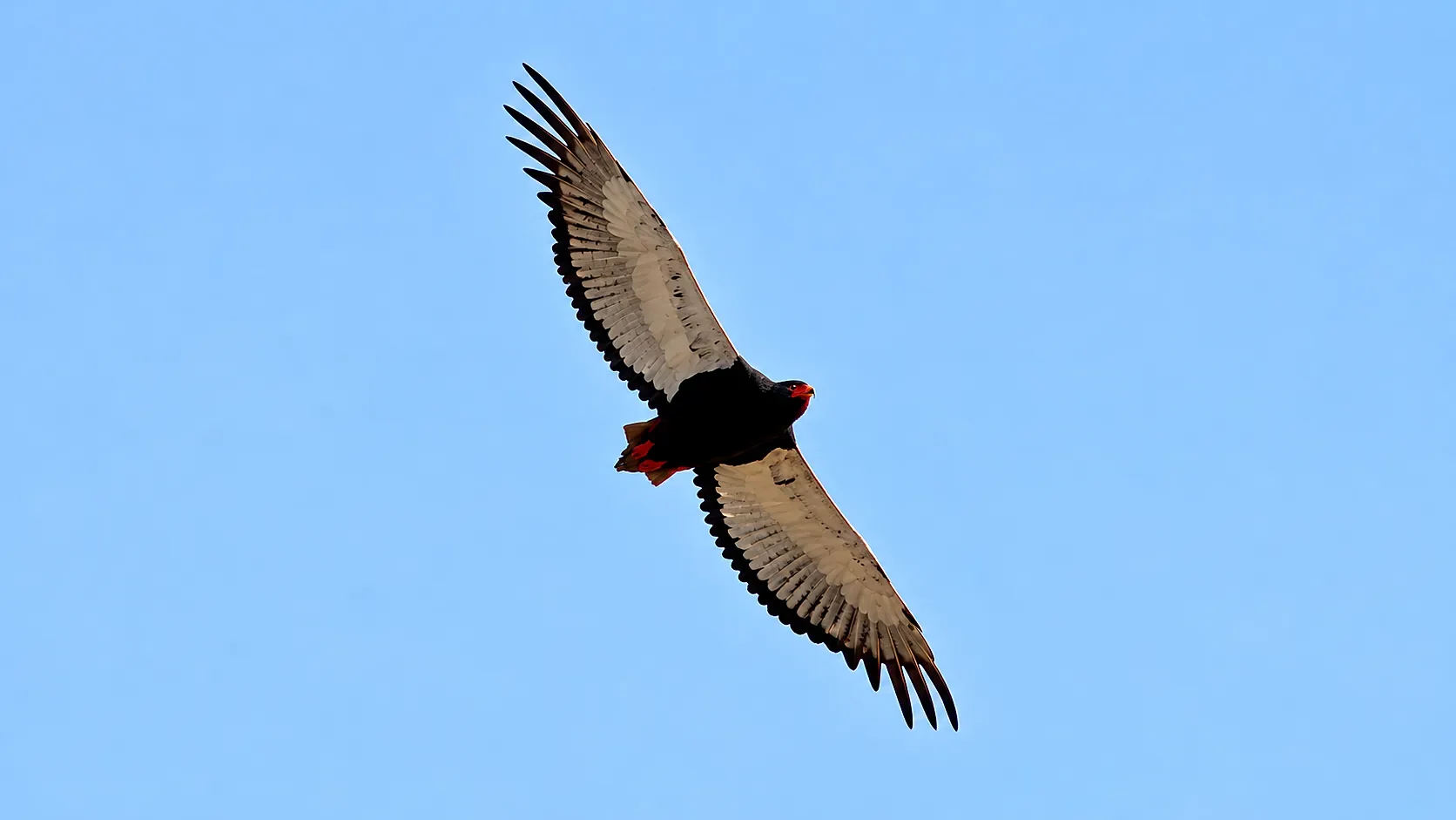 Bateleur eagle soaring overhead with wings fully extended, displaying distinctive black and pale plumage against a clear blue African sky.