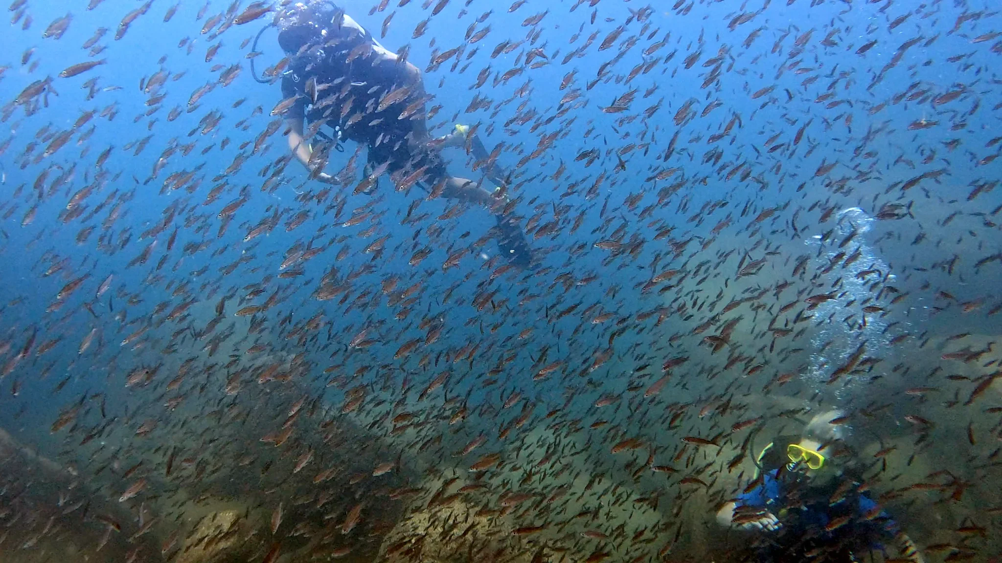 Two scuba divers surrounded by a dense shoal of Cyprichromis cichlids in the clear waters of Lake Tanganyika, Tanzania.
