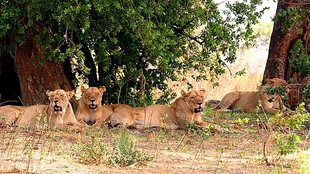 Pride of lions resting in the shade of trees in Katavi National Park, western Tanzania.