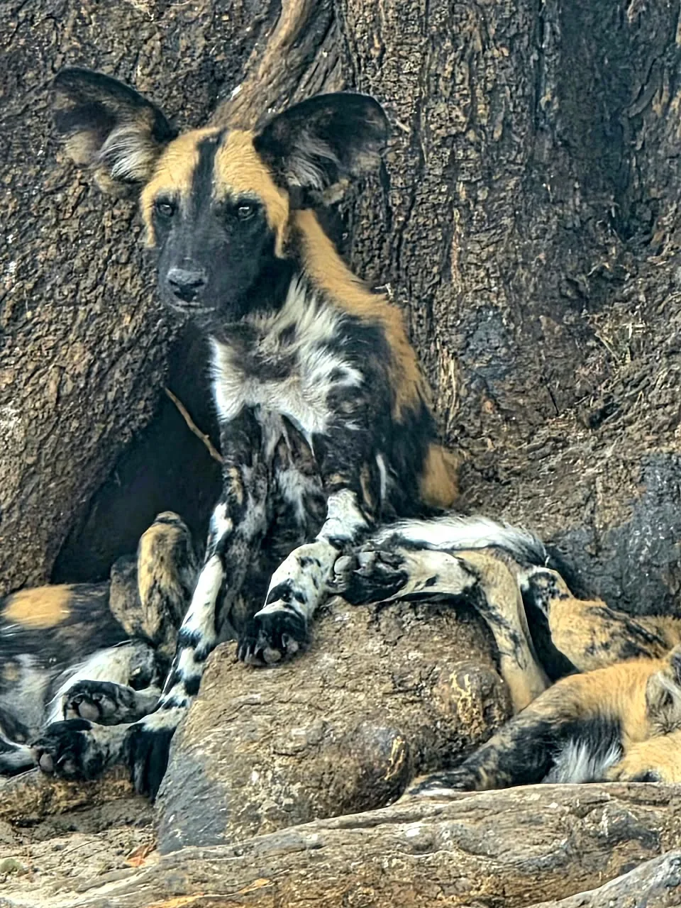 African wild dog resting on rocks in front of a tree trunk