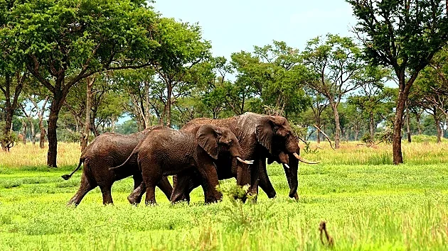 African elephants walking through lush green grassland and woodland in Katavi National Park, western Tanzania.