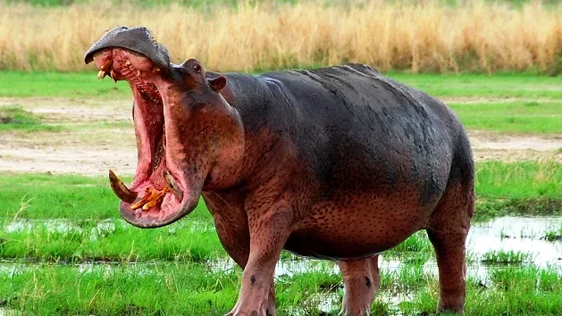 Hippopotamus displaying its enormous open mouth beside a wetland in Katavi National Park, western Tanzania.