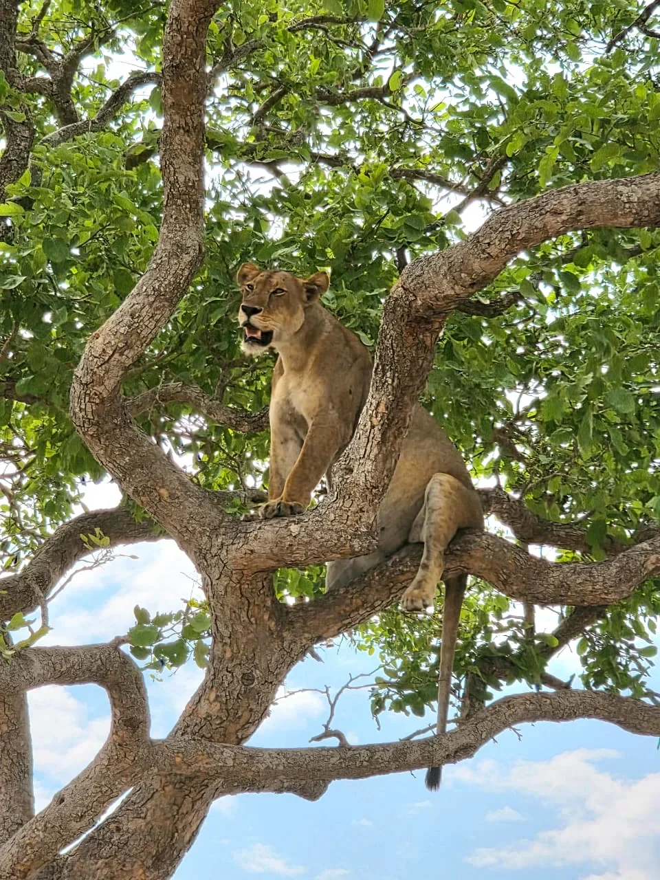 Lioness perched in the branches of a leafy tree