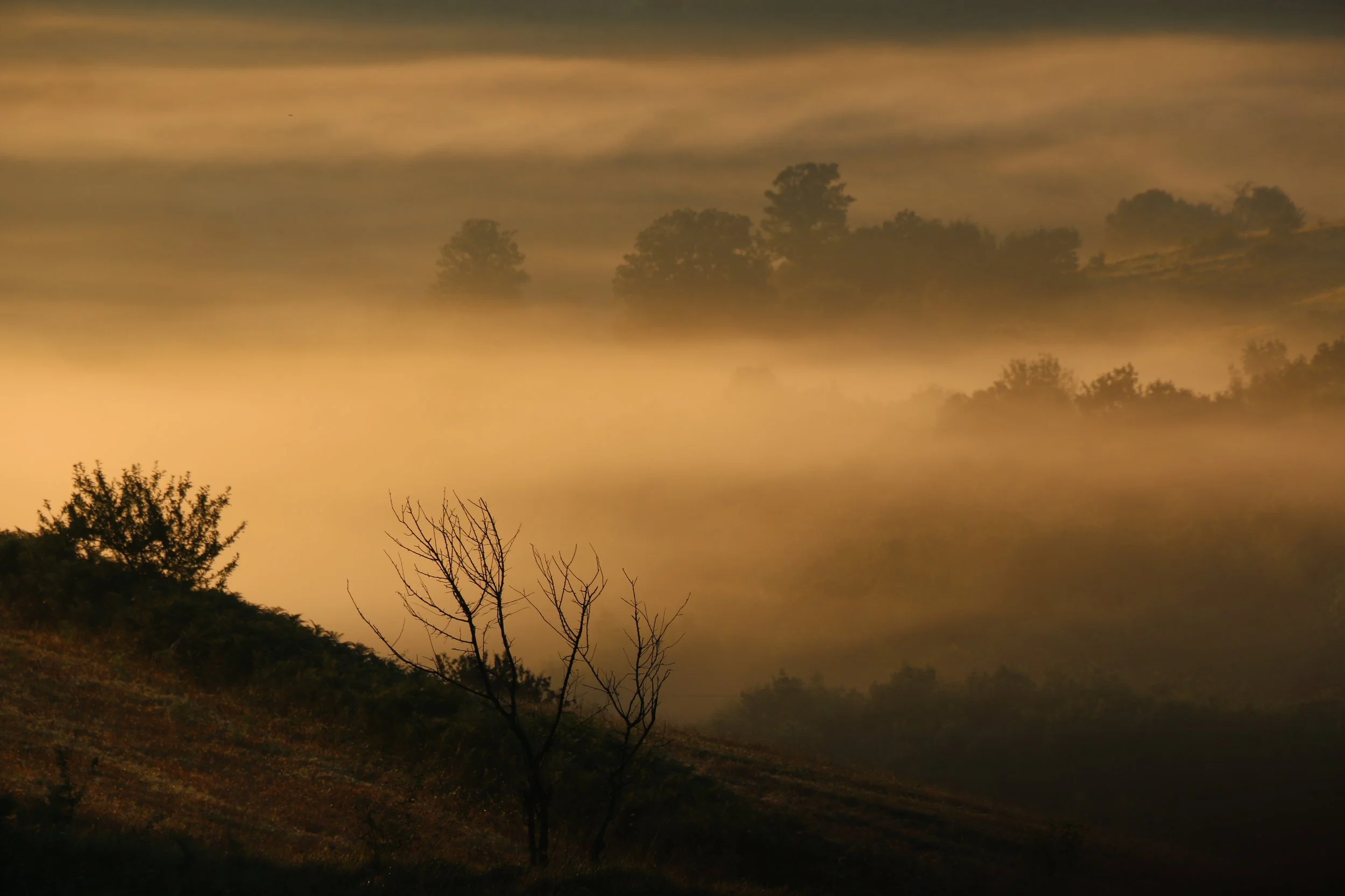 A landscape with dark trees in the foreground and a hazy, foggy sky with scattered clouds in the background during sunrise.