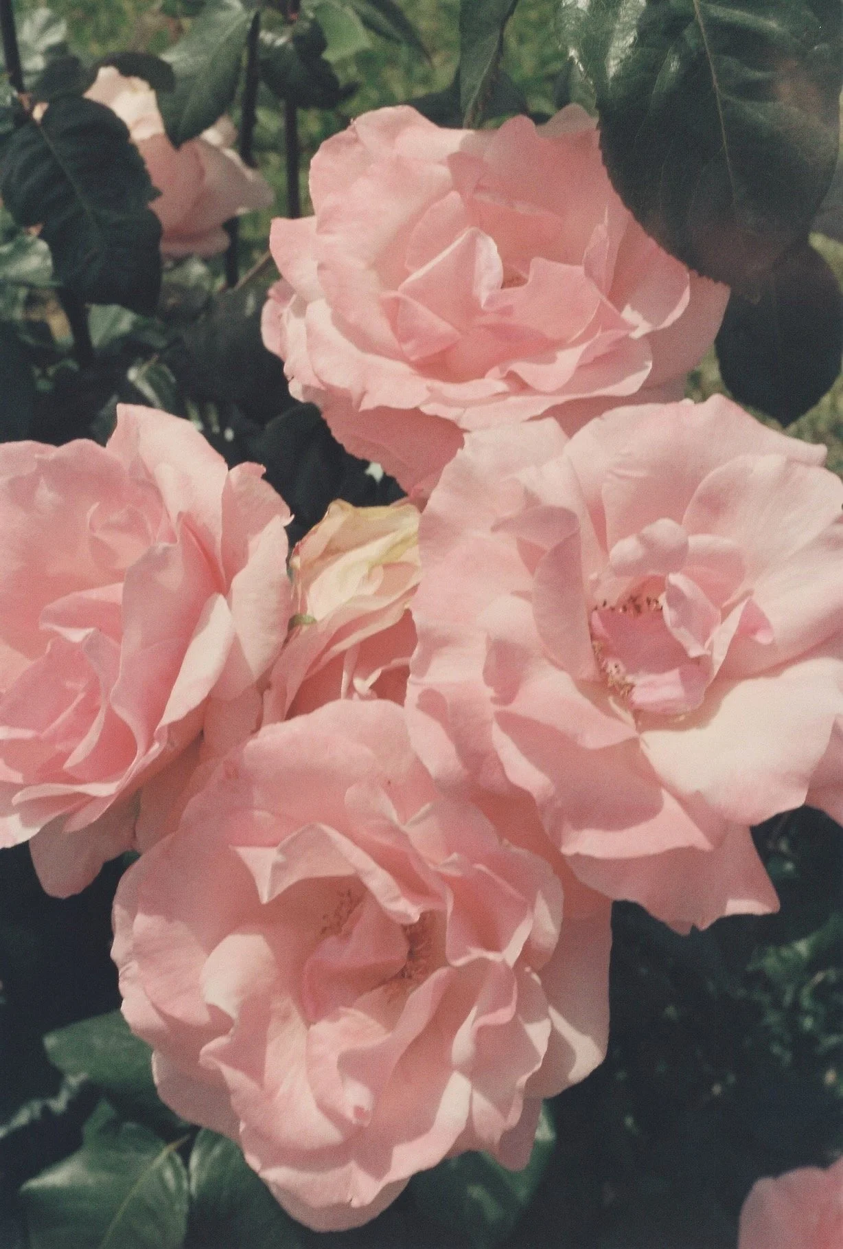 Close-up of pink roses with dark green leaves in the background.