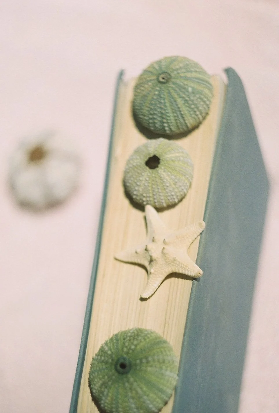 Decorative wall art with starfish and sea urchin shells mounted on a wooden plaque.