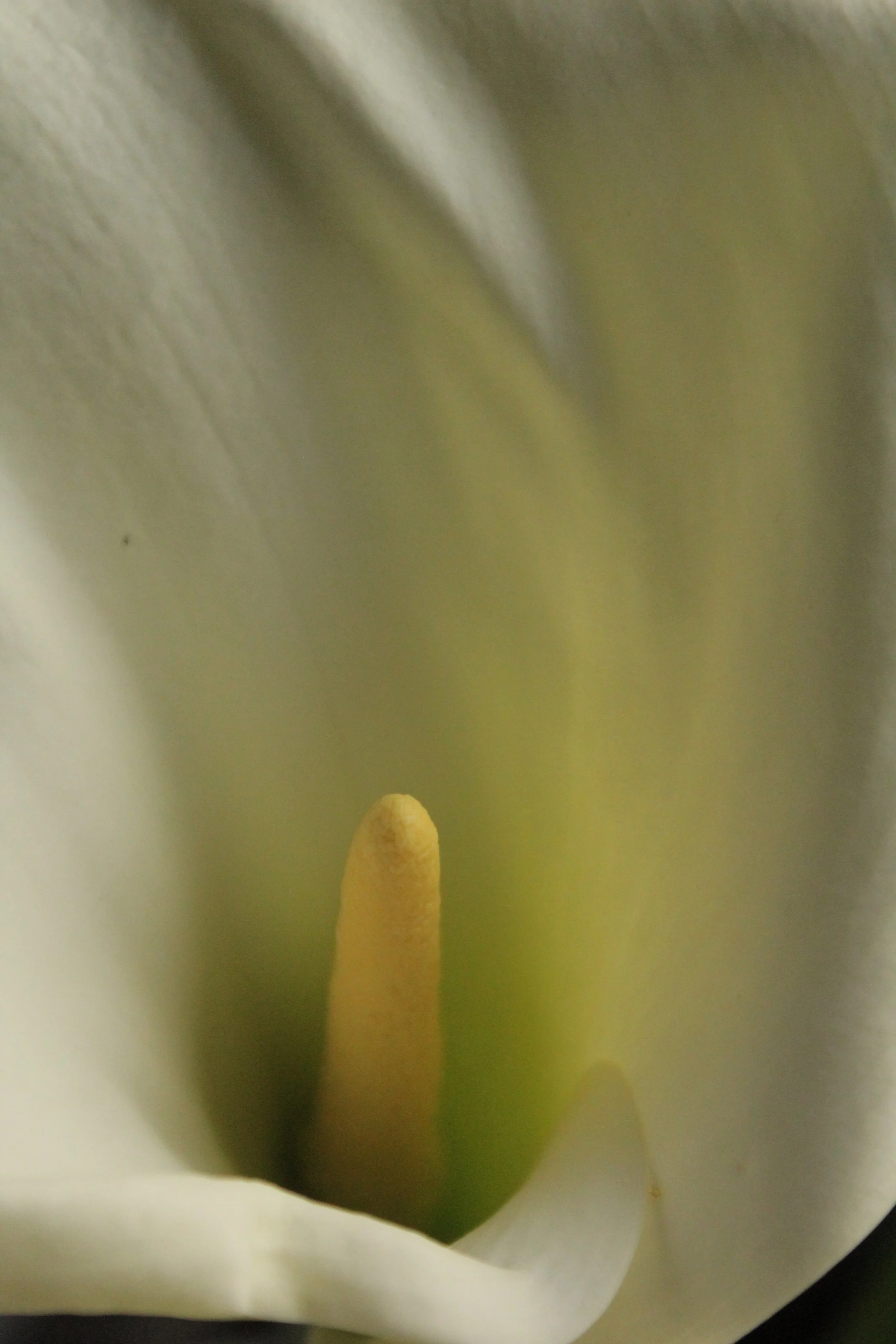 Close-up view inside a white flower showing a yellow pistil and stamens, with soft petal edges surrounding them.