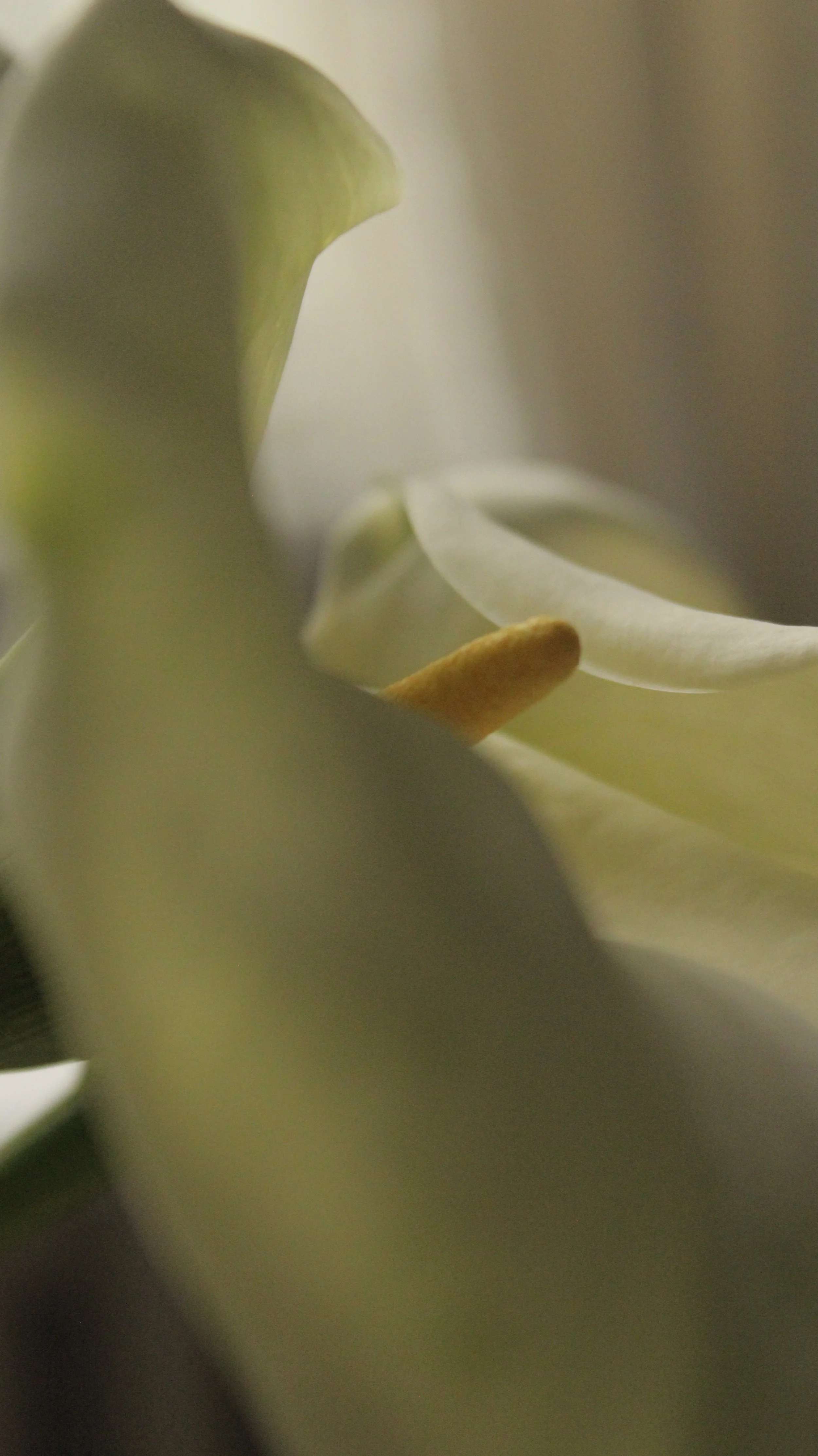 Close-up of the inner parts of a flower, showing the pistil and stamens with a soft, blurred background.