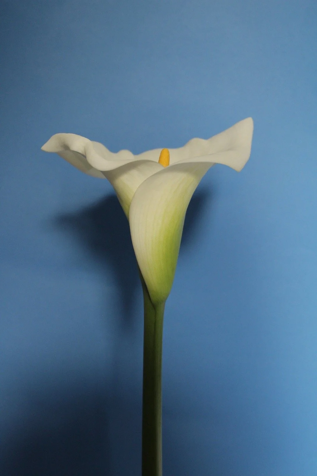 A white calla lily flower with a yellow spadix against a blue background.