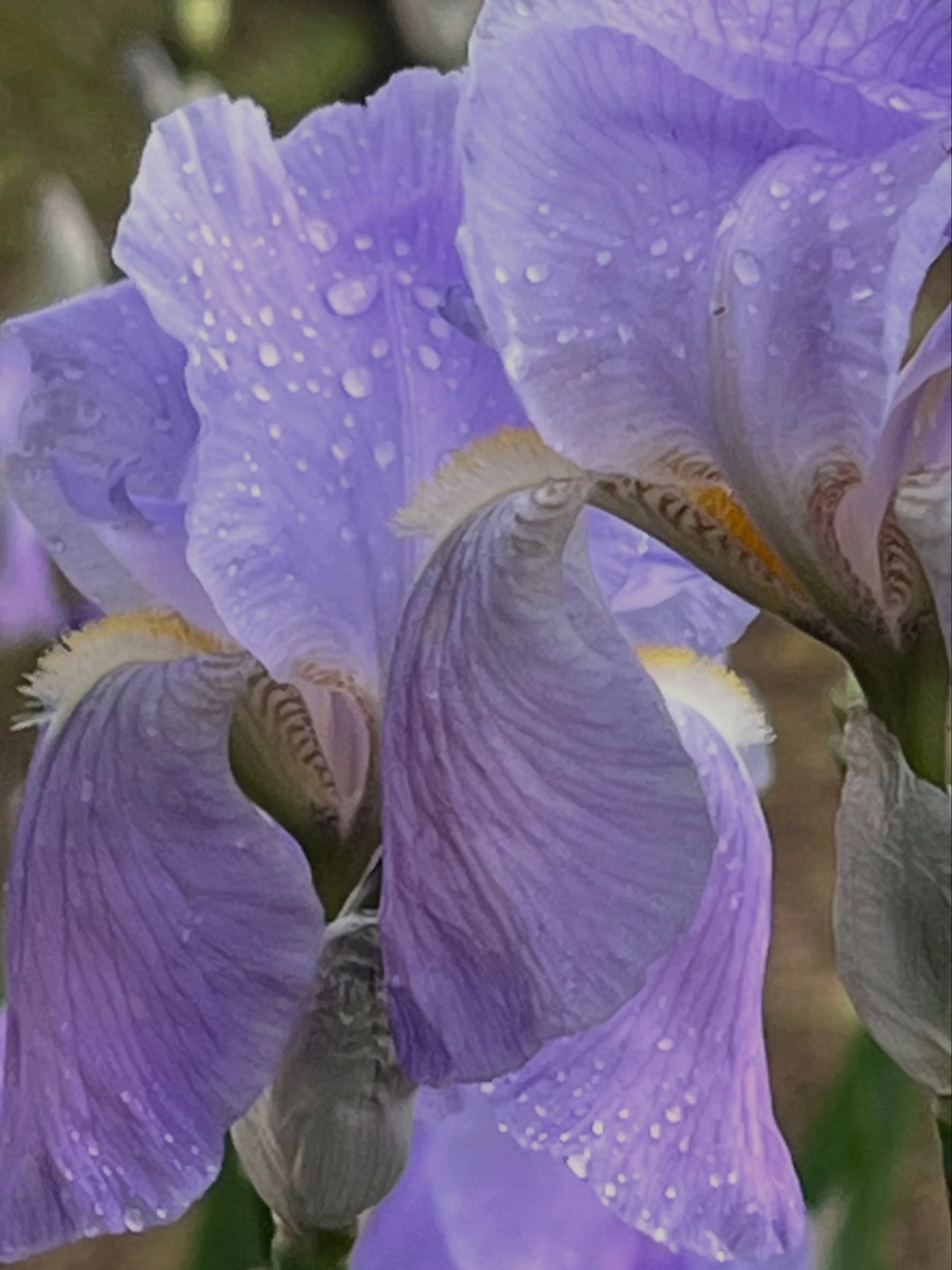 Close-up of purple iris flowers with water droplets on petals.