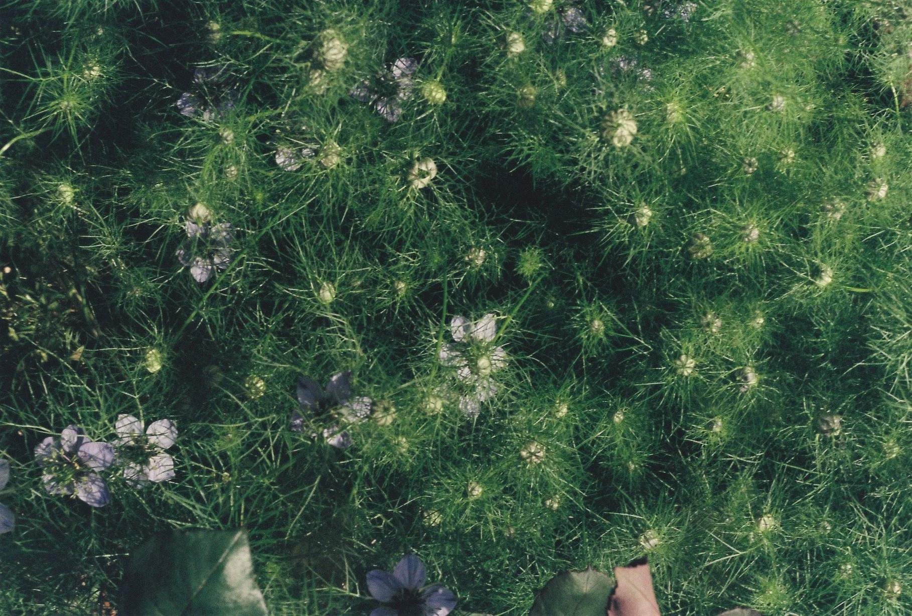 Close-up of green spiky cactus with small purple flowers interspersed.