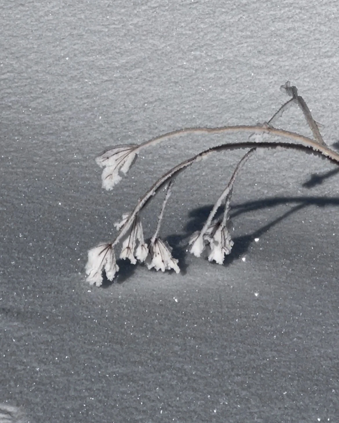 Frost-covered dried flower stems on a snow-covered ground.