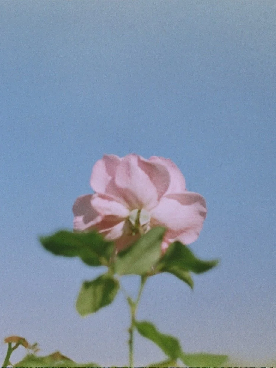 A close-up of a pink flower with green leaves against a soft blue background.