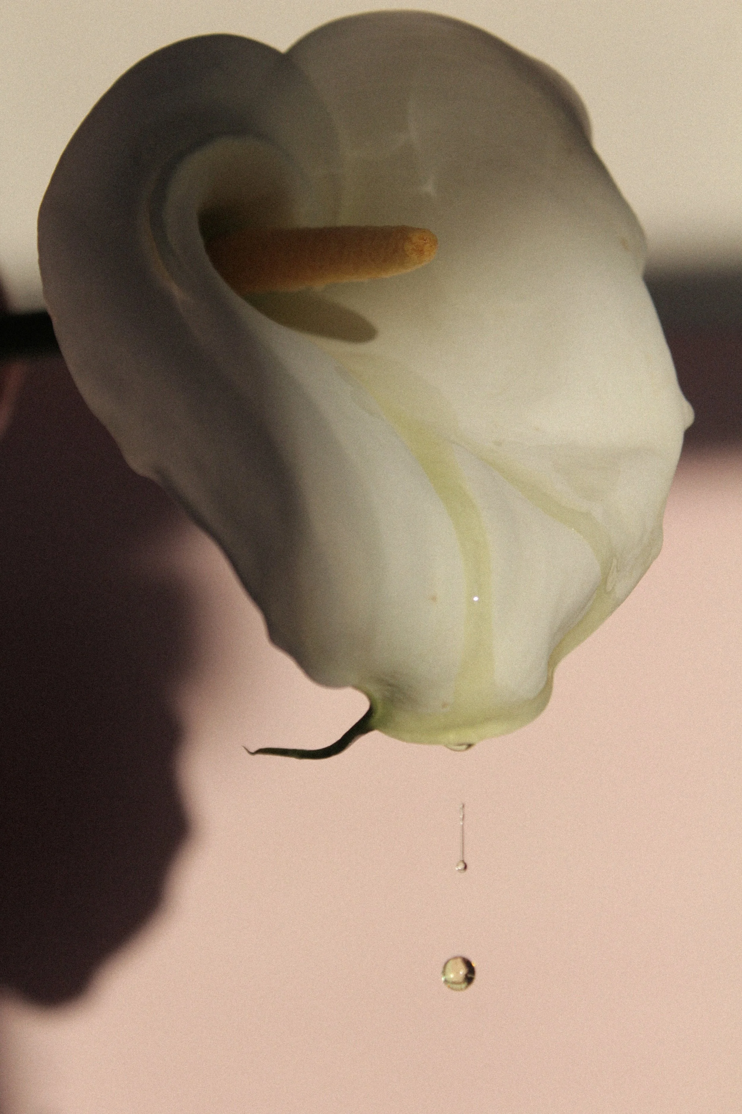 Close-up of a calla lily with droplets of water falling from it, against a neutral background.