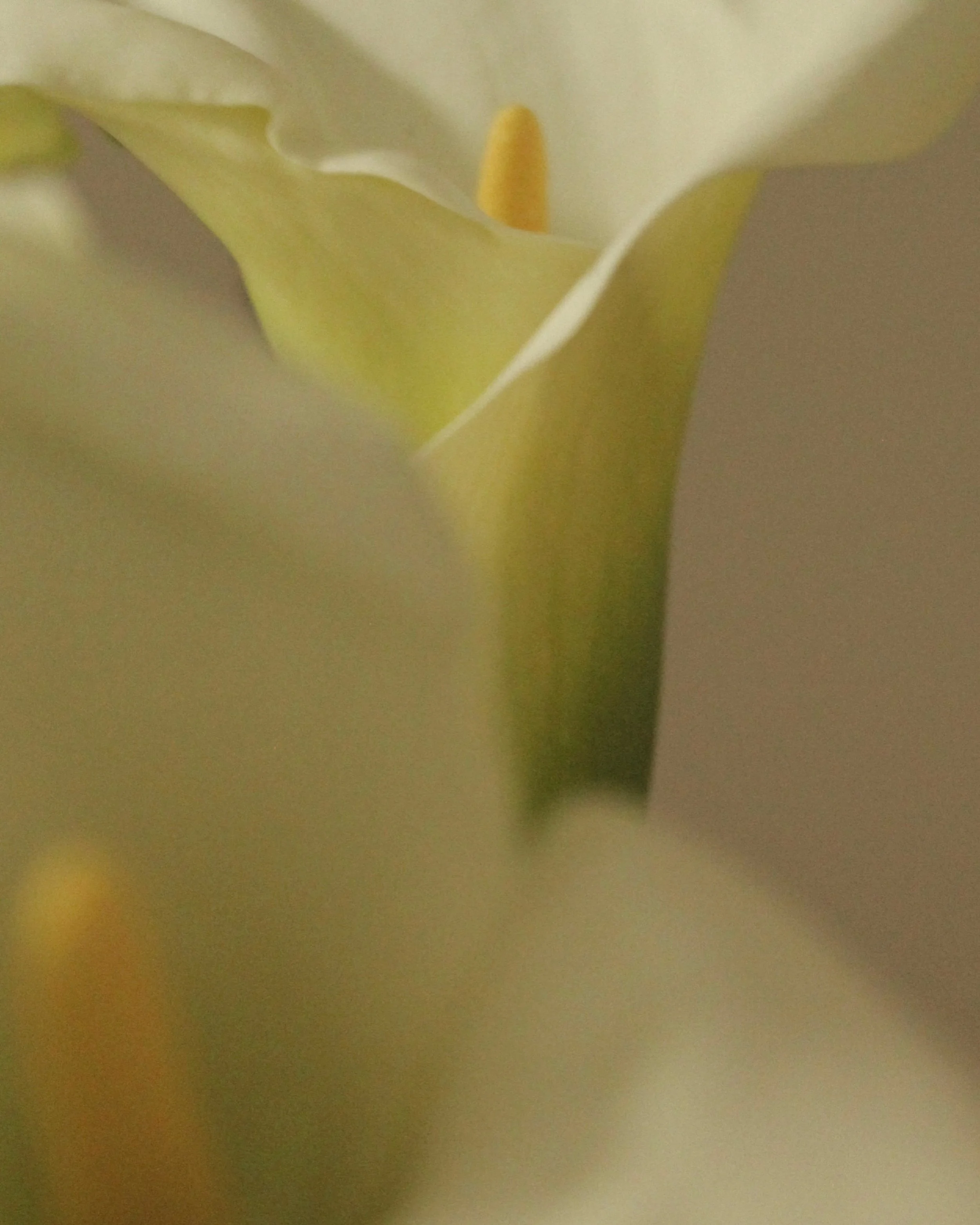 Close-up of a white calla lily with a yellow stigma and pale yellow petals.