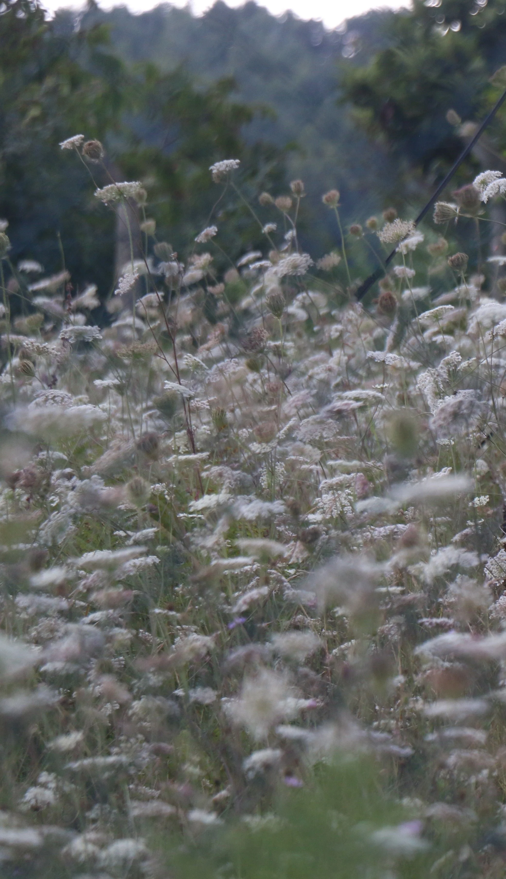 A field of tall grasses and wildflowers, with some fluffy seed heads, under a partly cloudy sky. Trees are visible in the background.