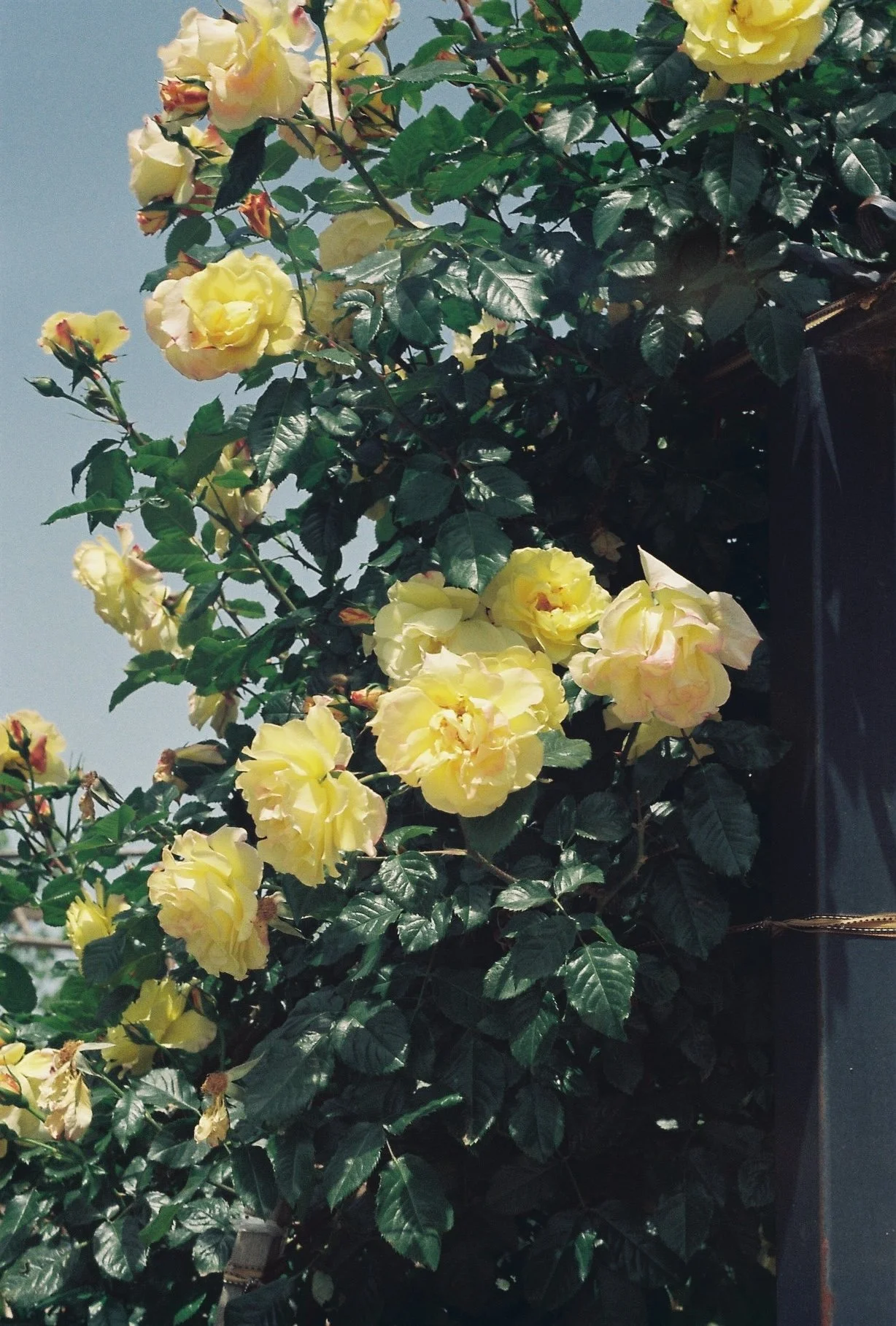 Yellow roses flowering on a bush with green leaves, under a blue sky.