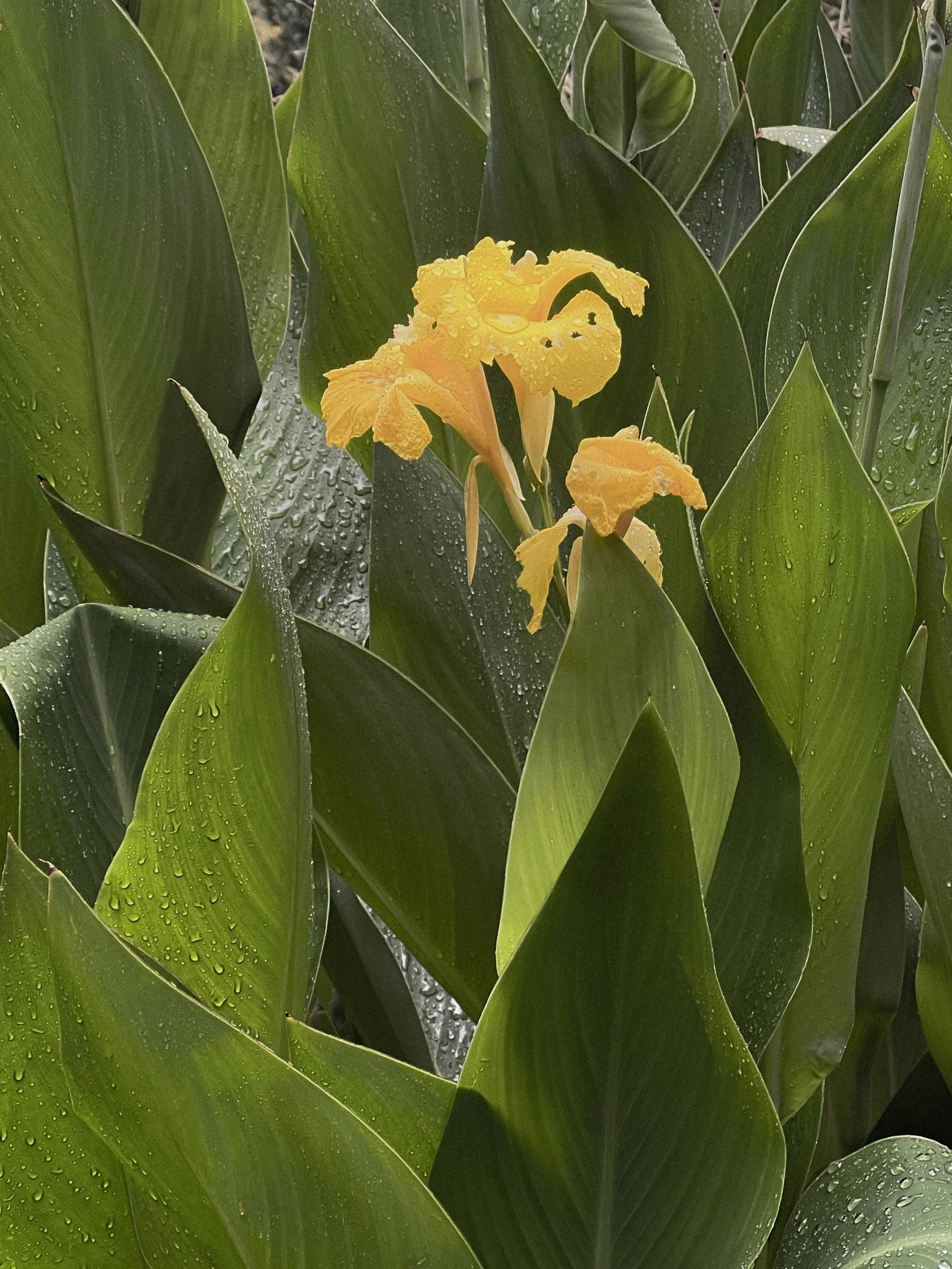 Yellow iris flower with water droplets surrounded by green leaves.