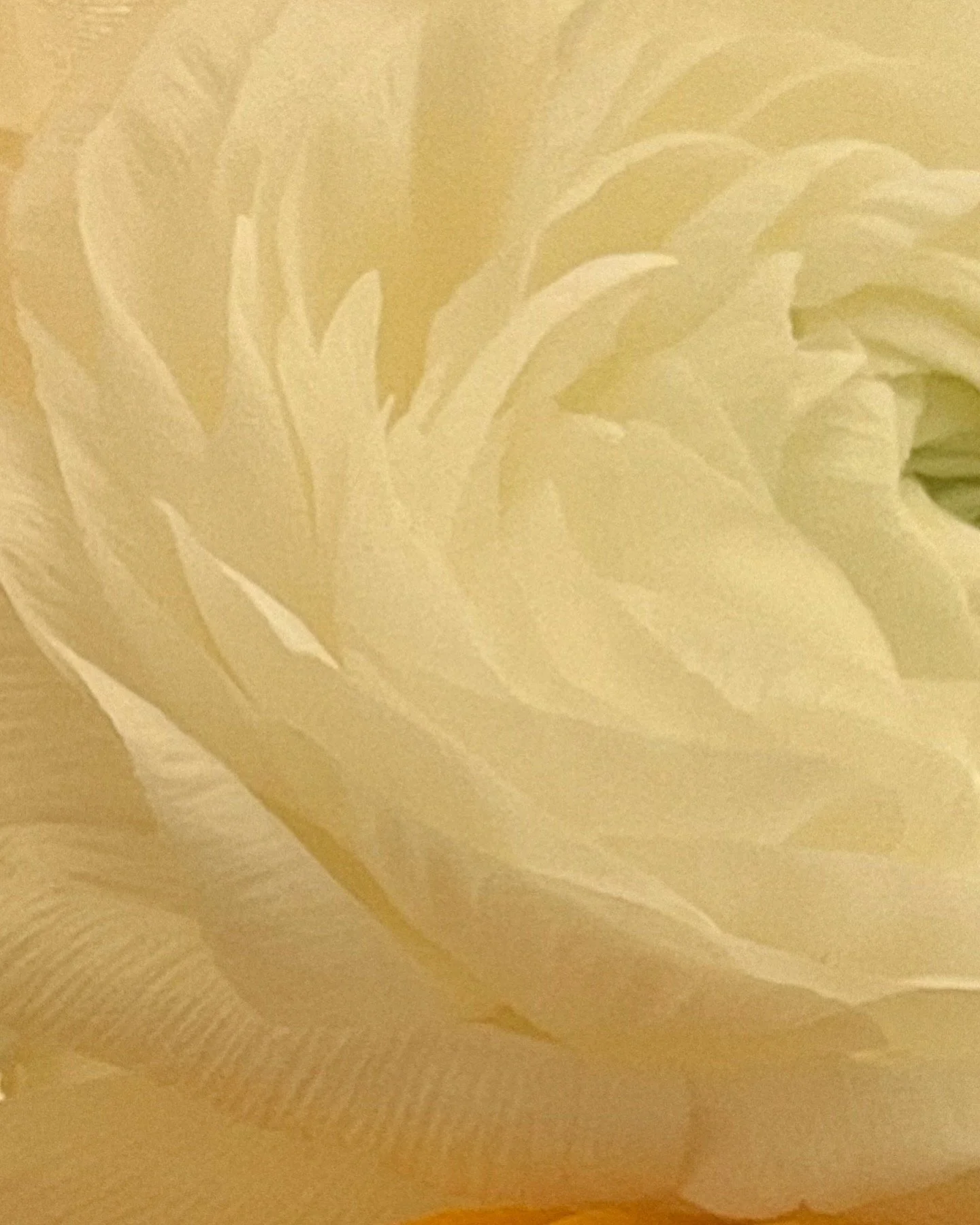 Close-up of a textured beige or light gold fabric with a subtle floral pattern, possibly a curtain or wallpaper.