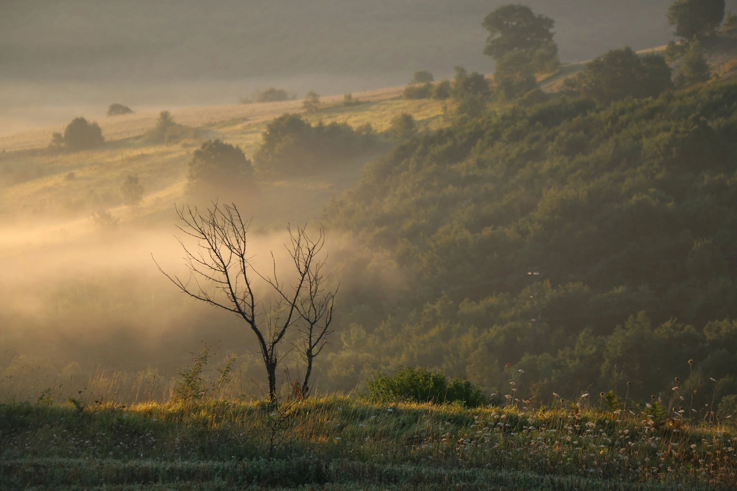 A scenic landscape with rolling hills covered in green vegetation, mist in the valley, a leafless tree in the foreground, and tall trees on the hillside in the background during sunrise .