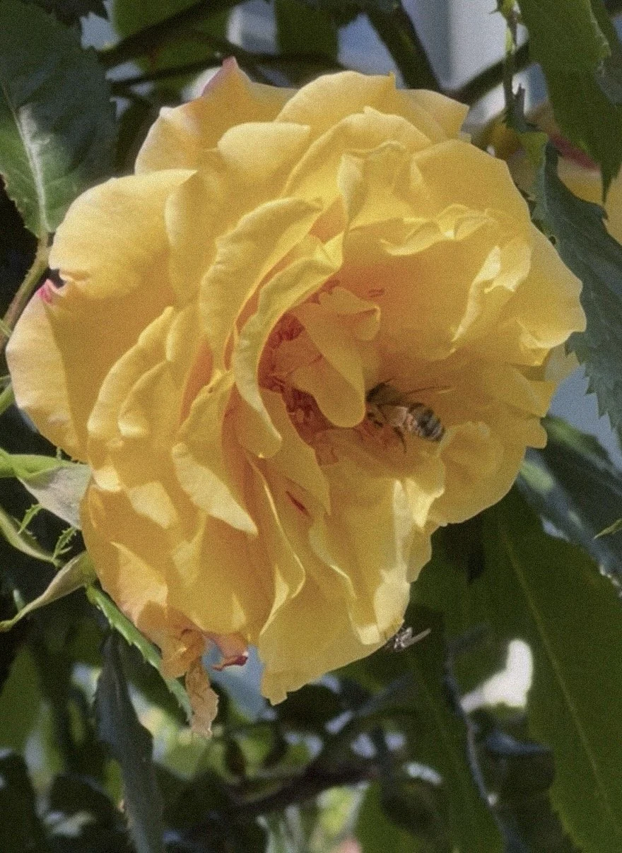 Close-up of a yellow flower with a bee inside, surrounded by green leaves.