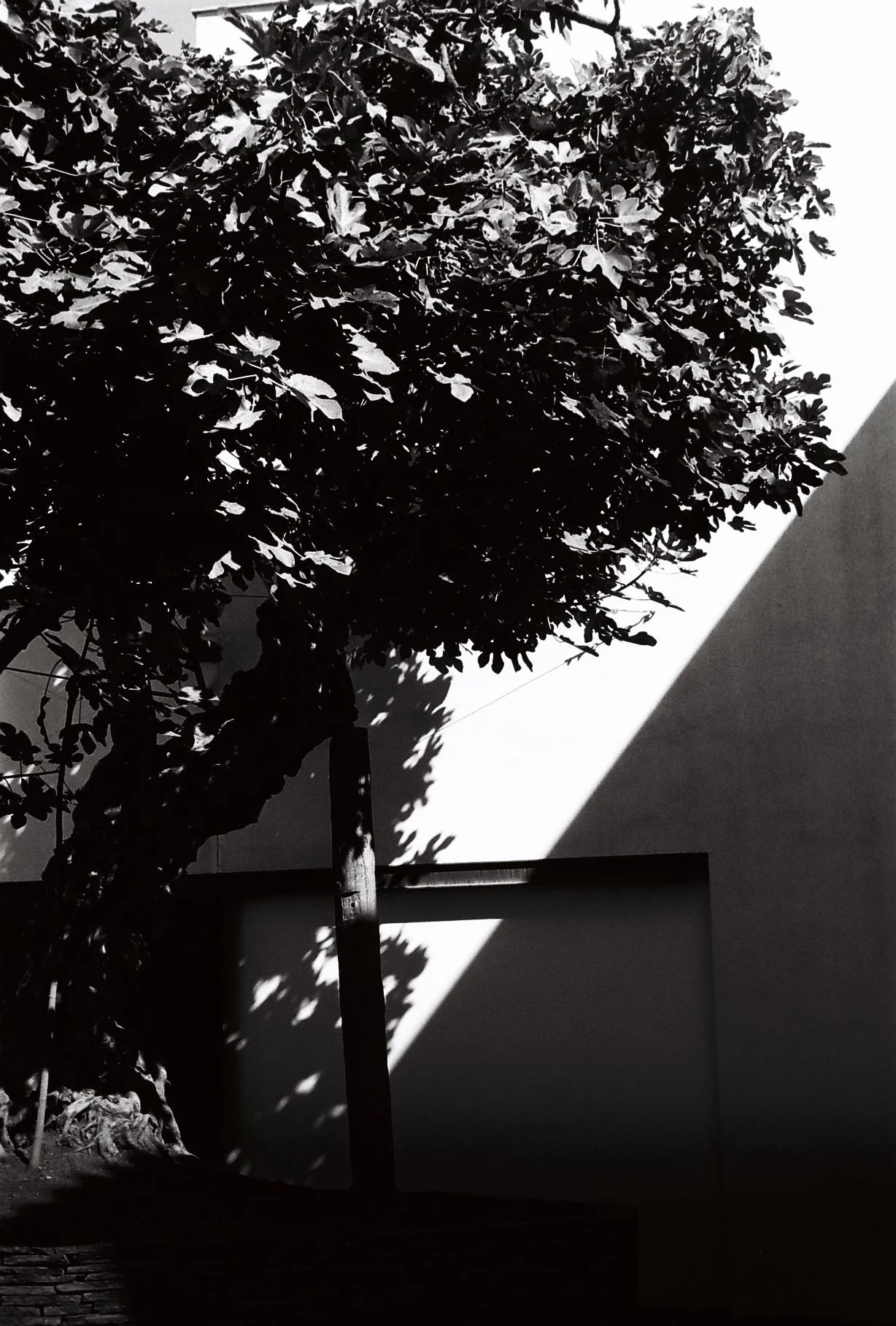 Black and white photo of a tree with dense leaves, casting shadows on a wall and ground, with a support post and shadowed doorway.