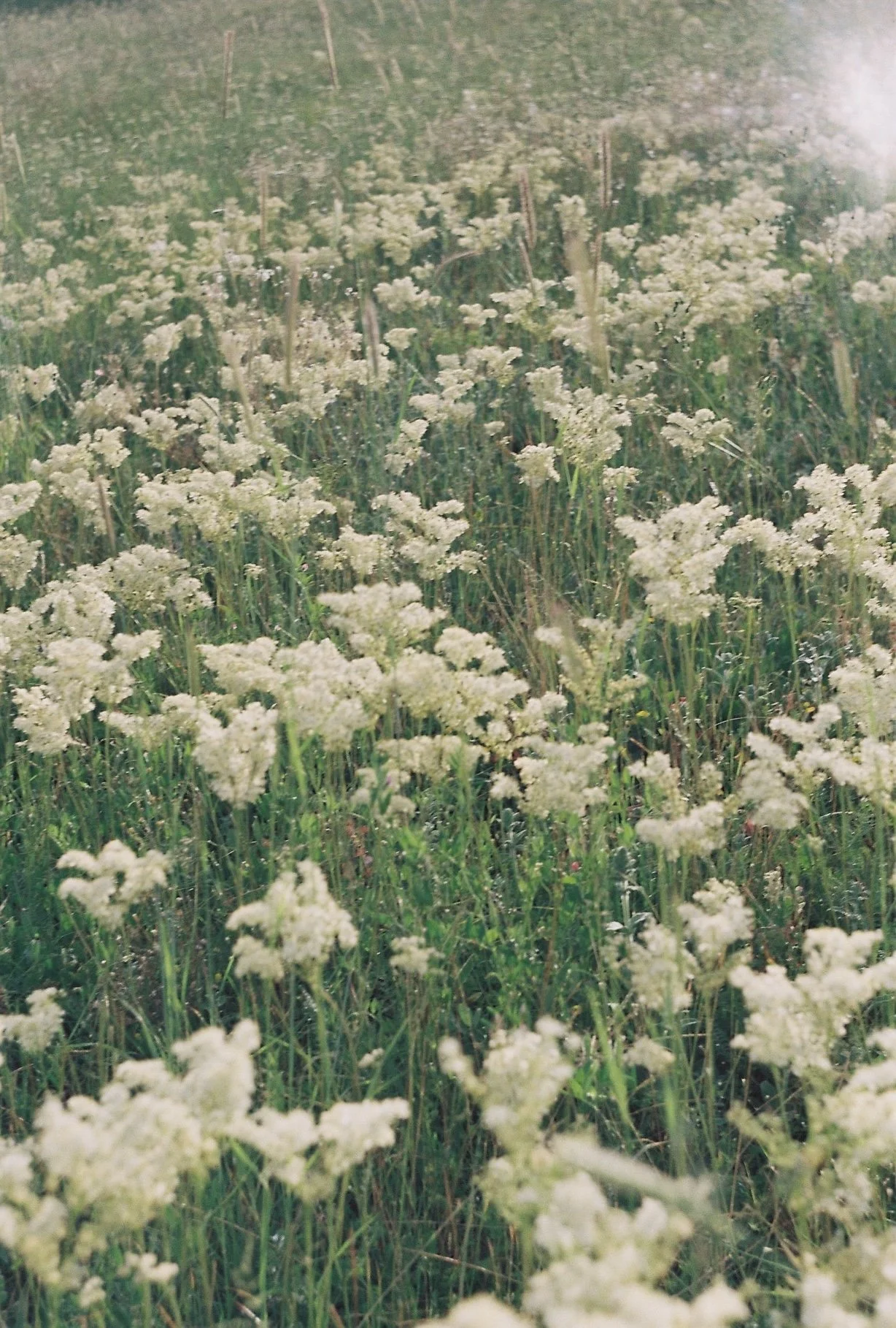A field of white flowering plants with tall grass 