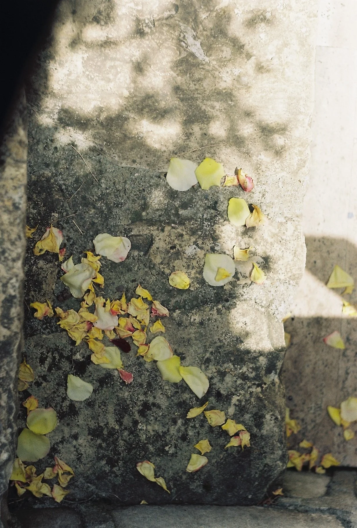 Yellow and pink flower petals scattered on a rough, gray concrete surface.