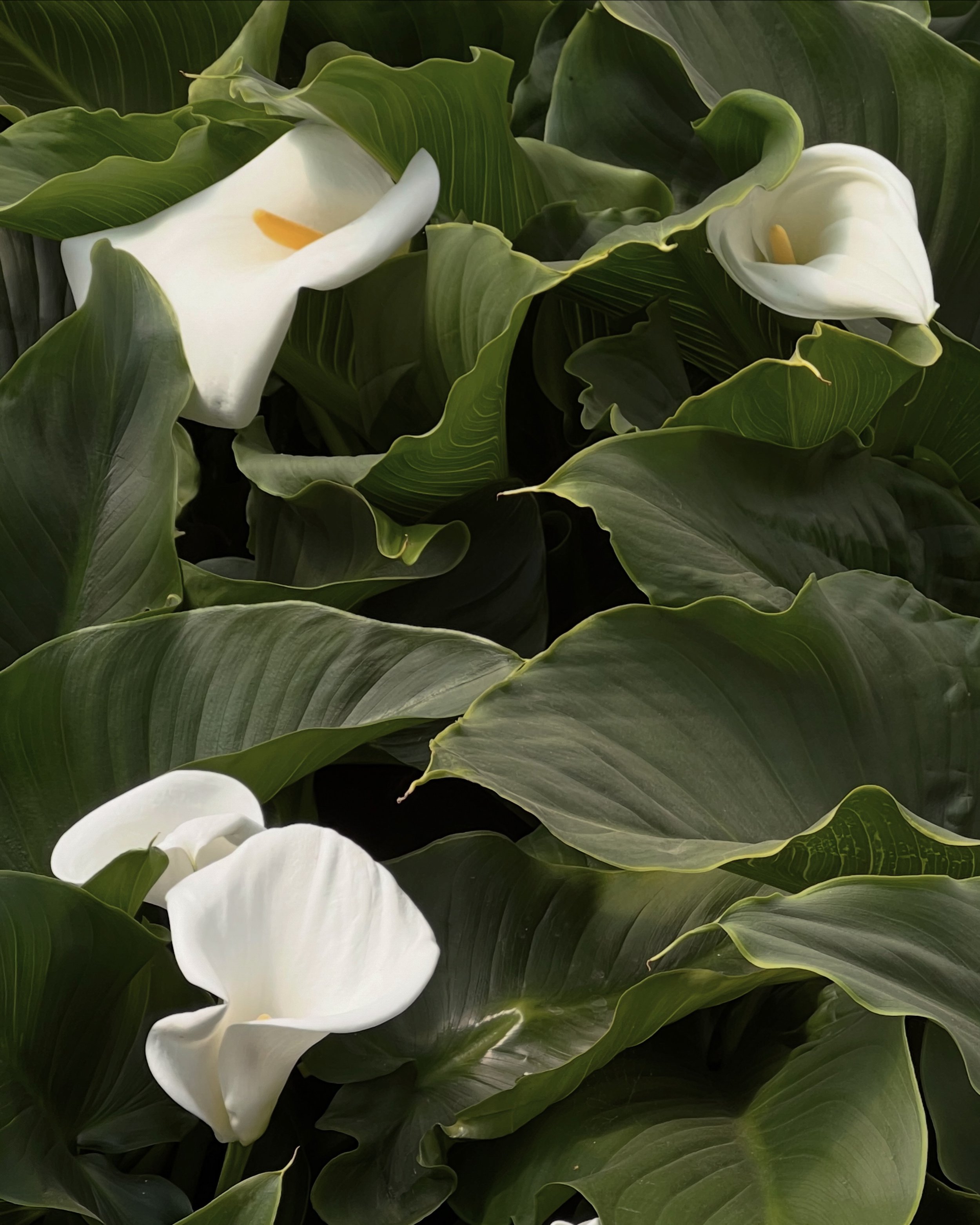 Close-up of white calla lily flowers with broad green leaves surrounding them.