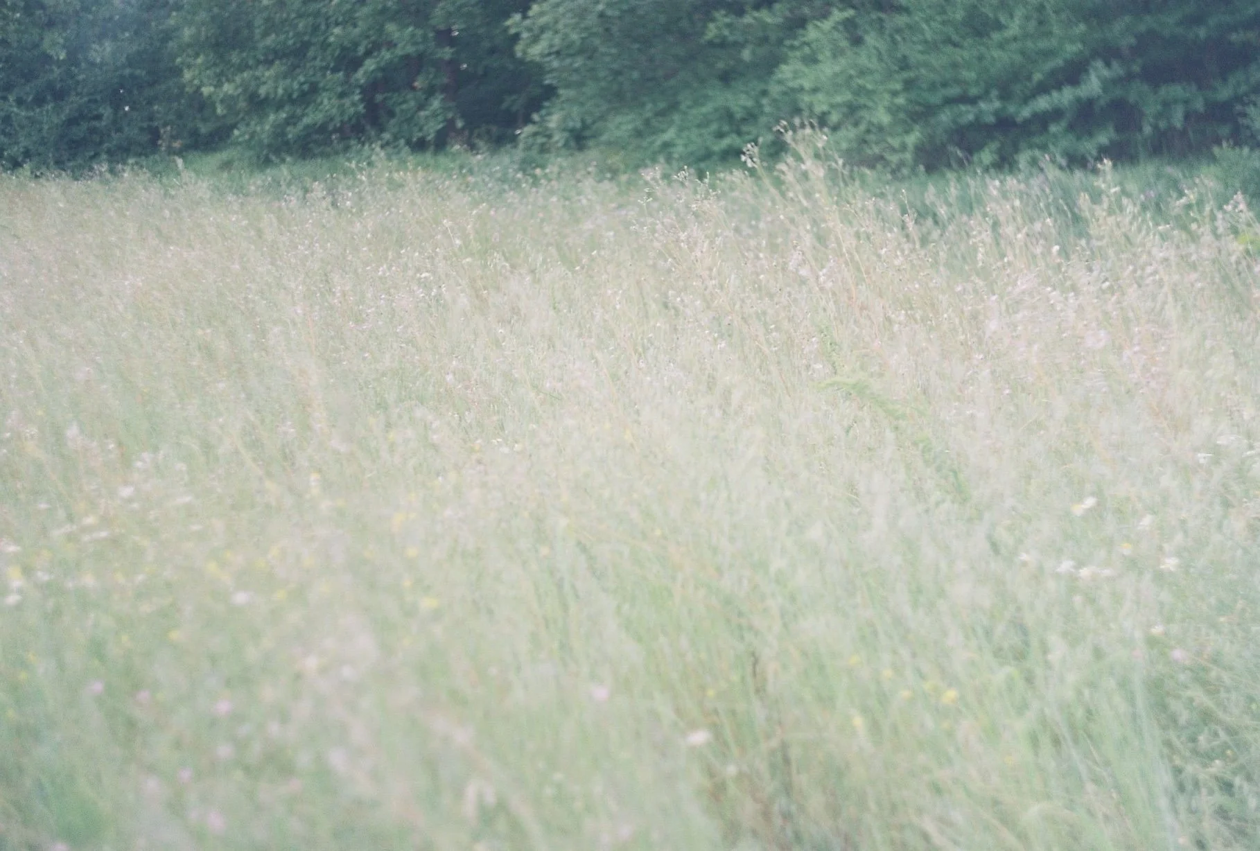 A grassy field with wildflowers and trees in the background.