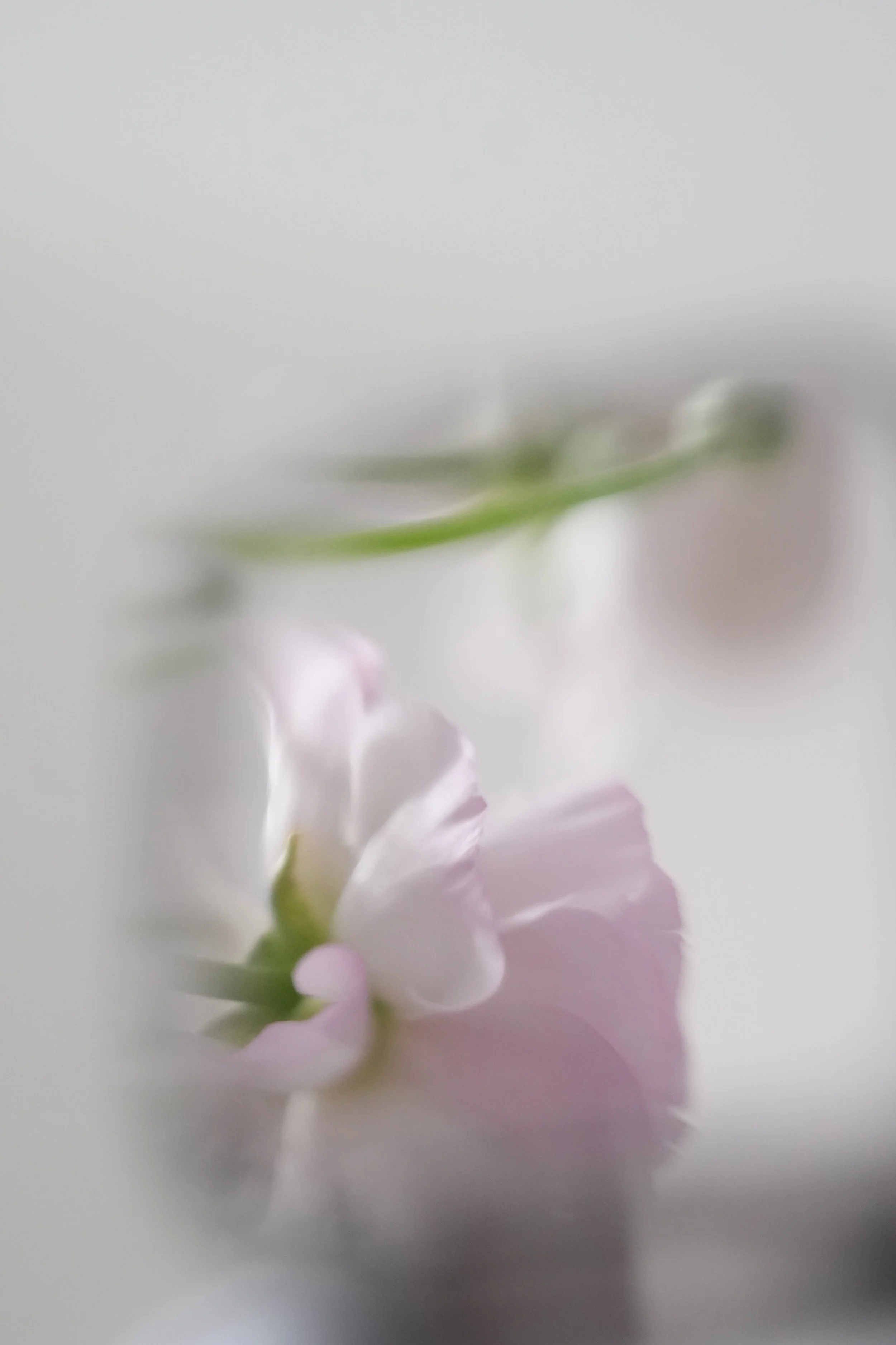 Close-up of a light pink flower with soft petals and greenstem, blurred background.
