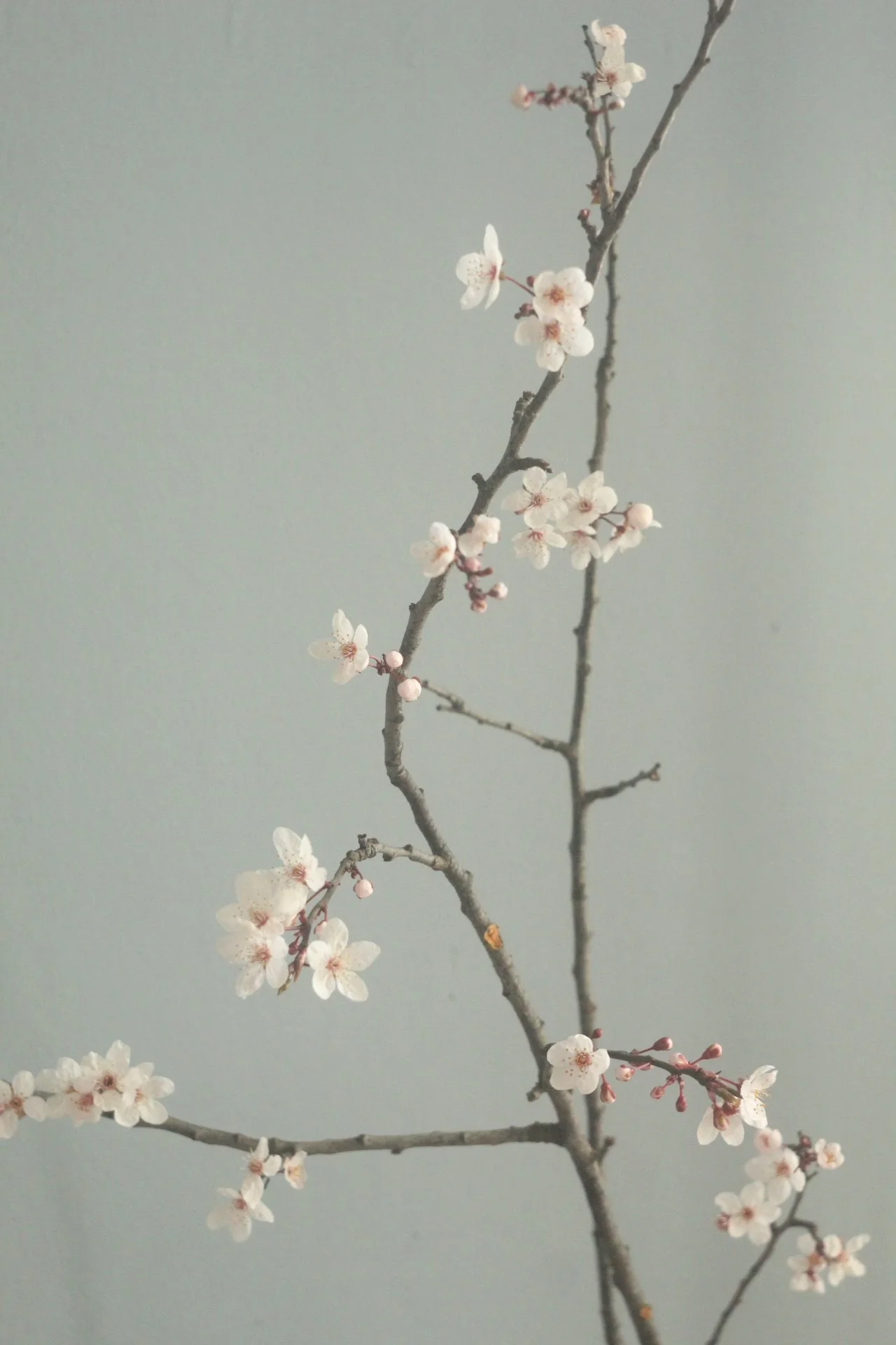 A thin, dark tree branch with small, white cherry blossoms and pink buds against a plain, light grey background.