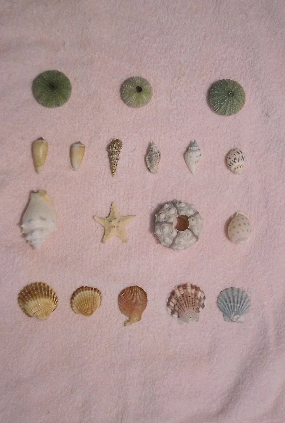Collection of various seashells and a starfish arranged on a pink surface.