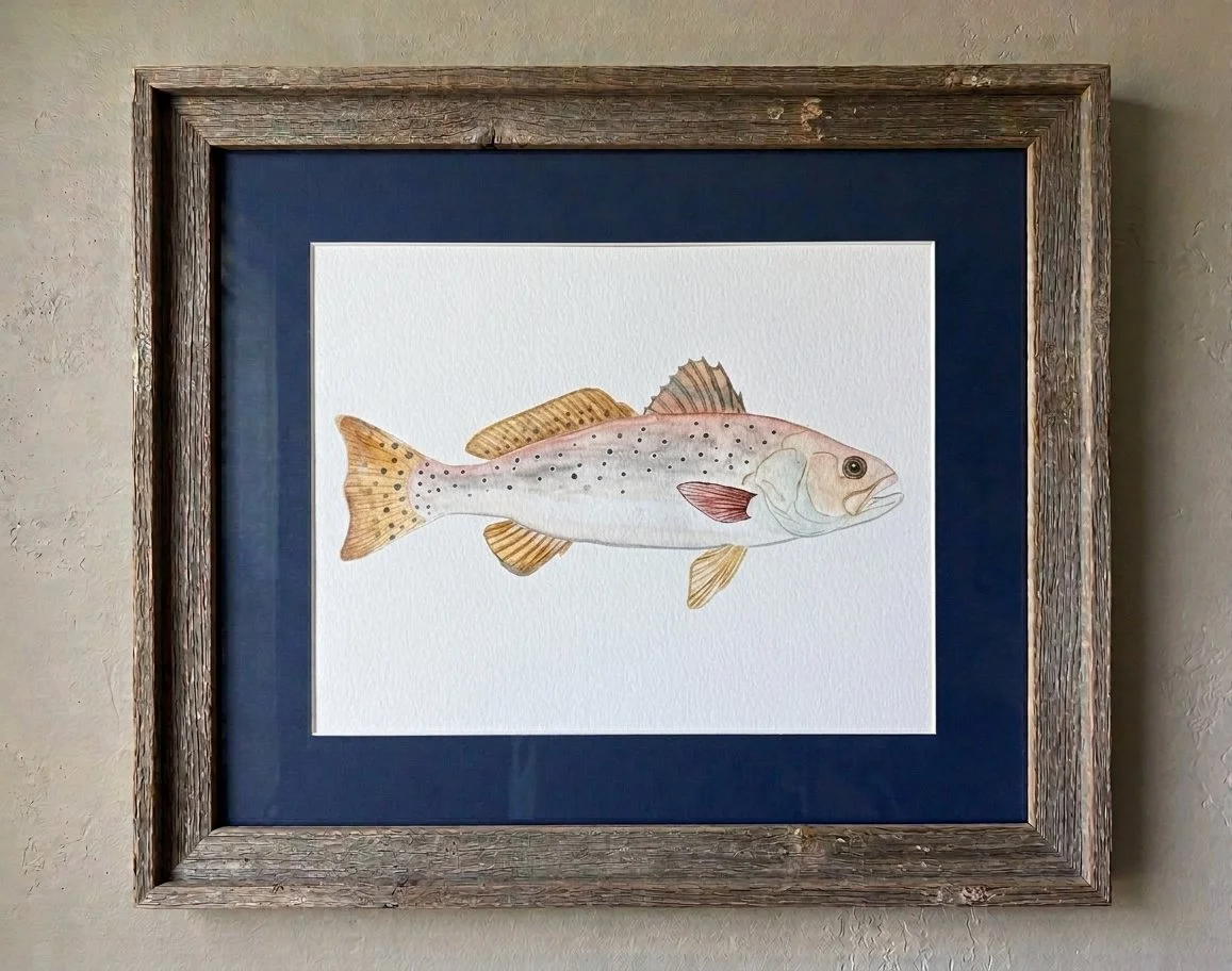Here Fishy, Fishy: Spotted Sea Trout