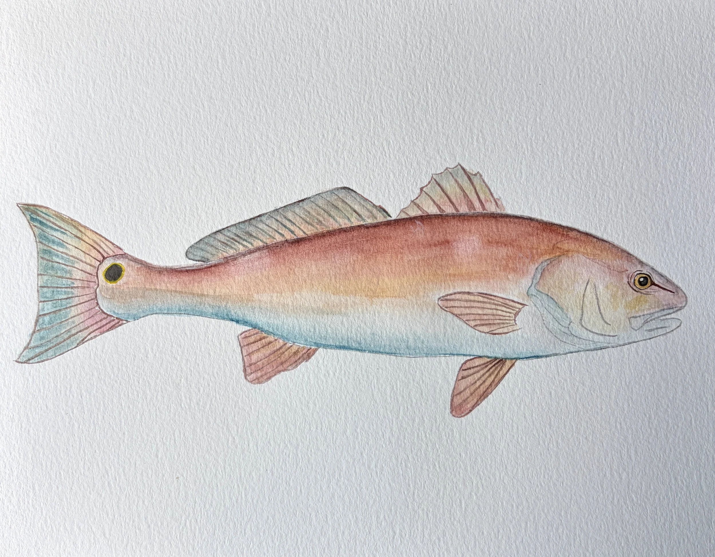 RedFish.JPG