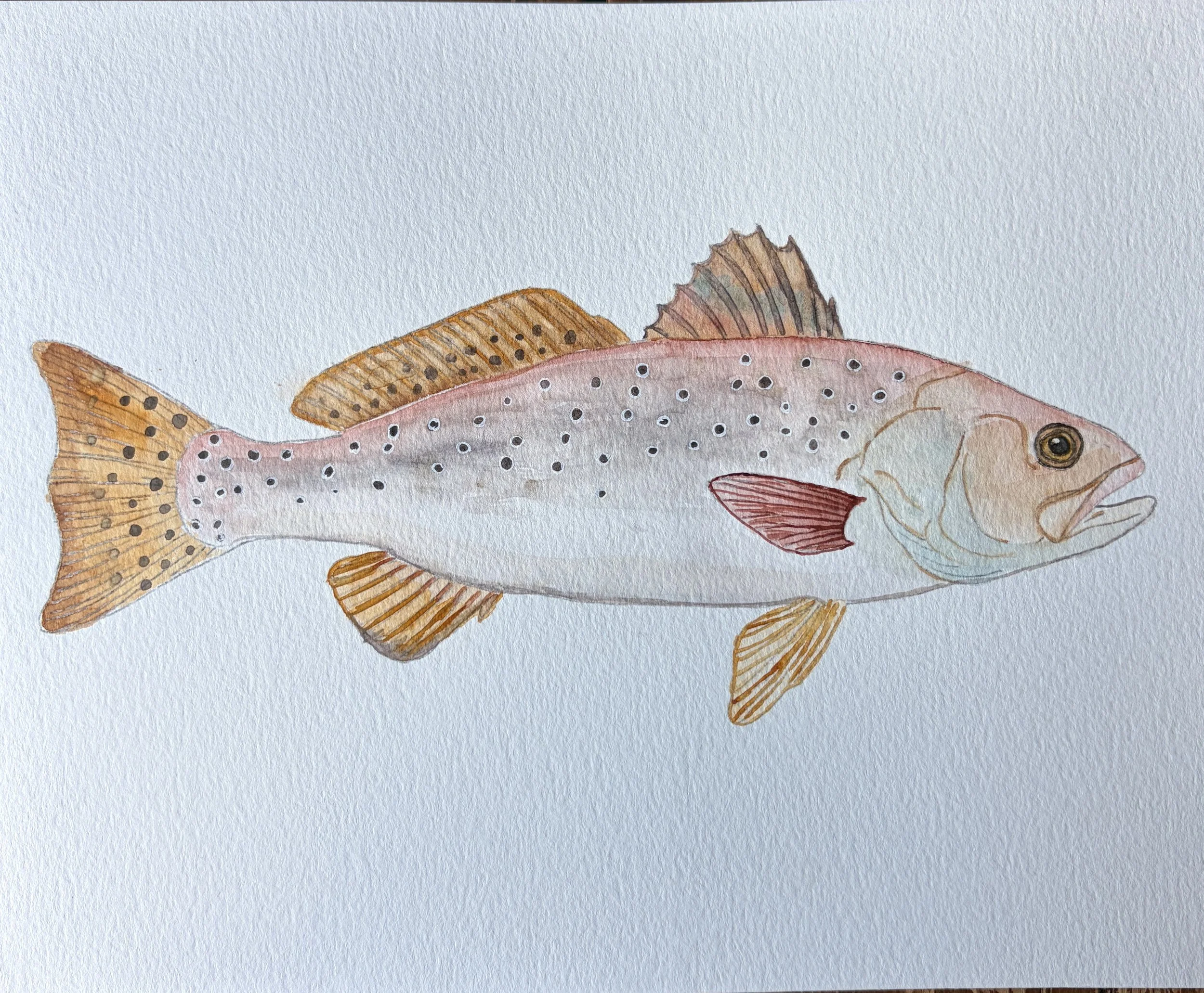 Spotted Sea Trout.JPG