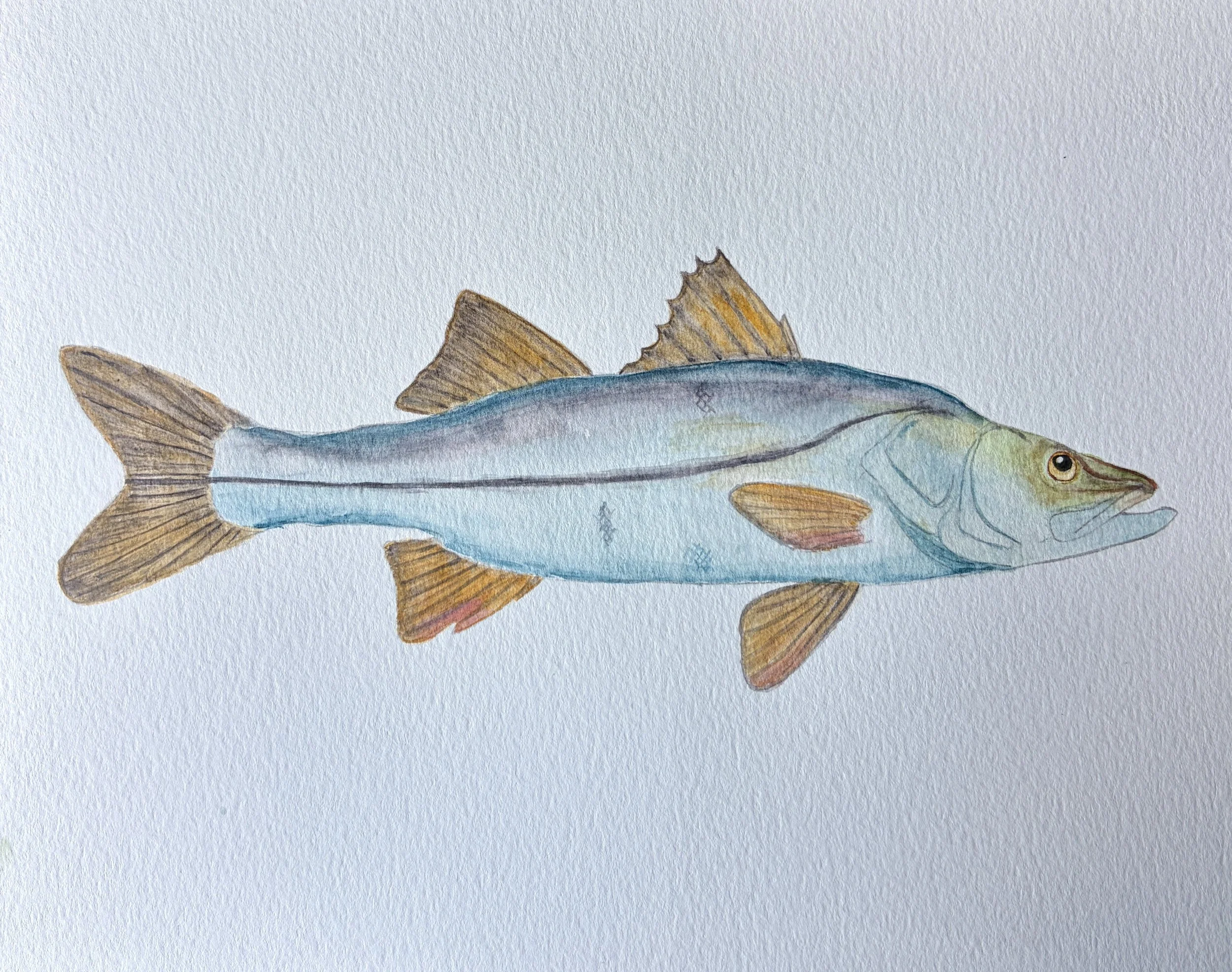 Snook.JPG