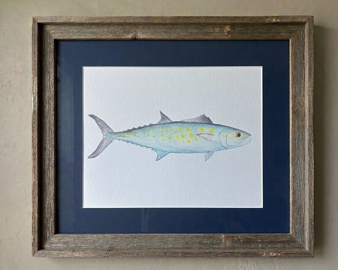 Here Fishy, Fishy: Spanish Mackerel