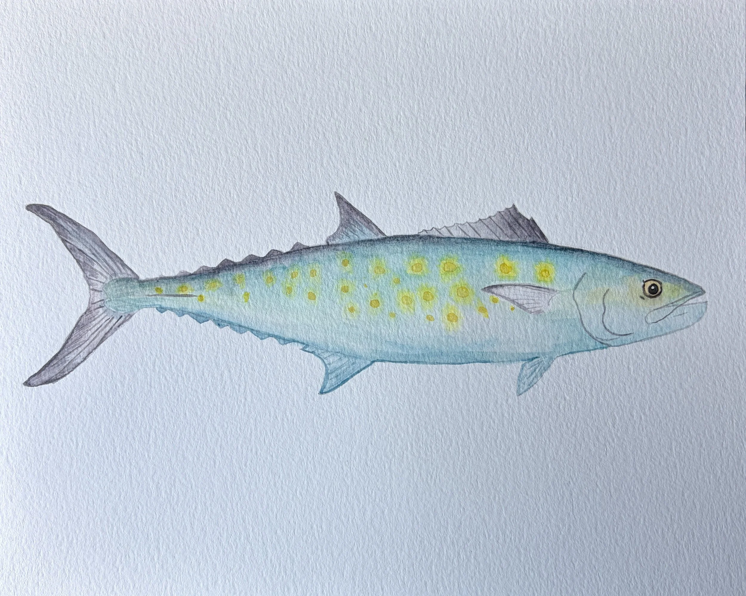Spanish Mackerel.JPG