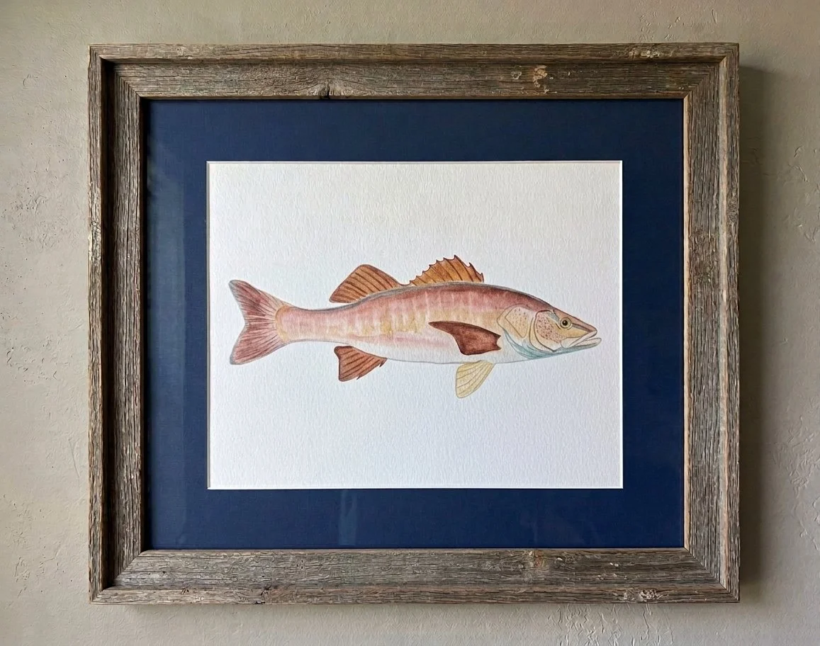 Here Fishy Fishy: Mangrove Snapper
