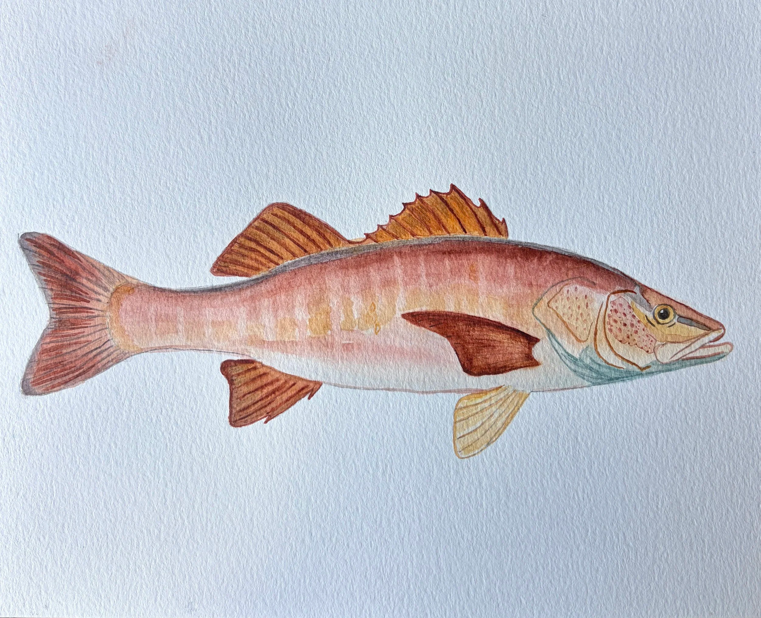 Mangrove+Snapper.png