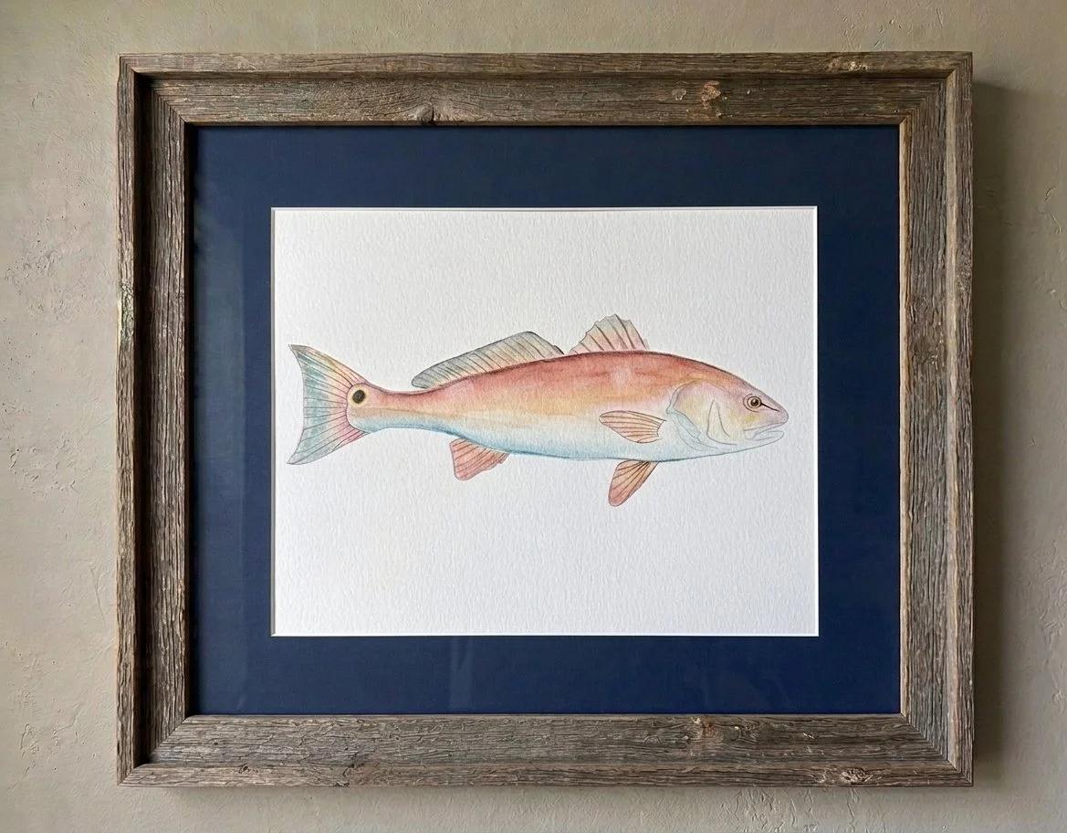 Here Fishy, Fishy: Redfish