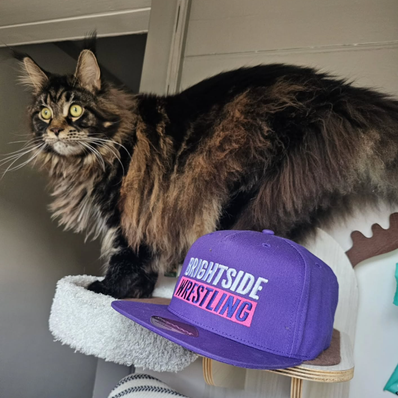 A cat with a Brightside Wrestling hat in Brighton