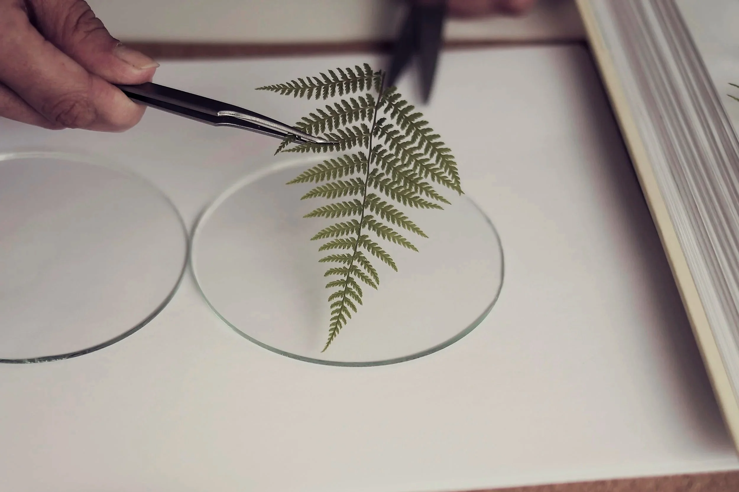 Close-up of a frond from a fern leaf, held by a hand with metallic tweezers, placed on a white surface with circular glass objects and a book.