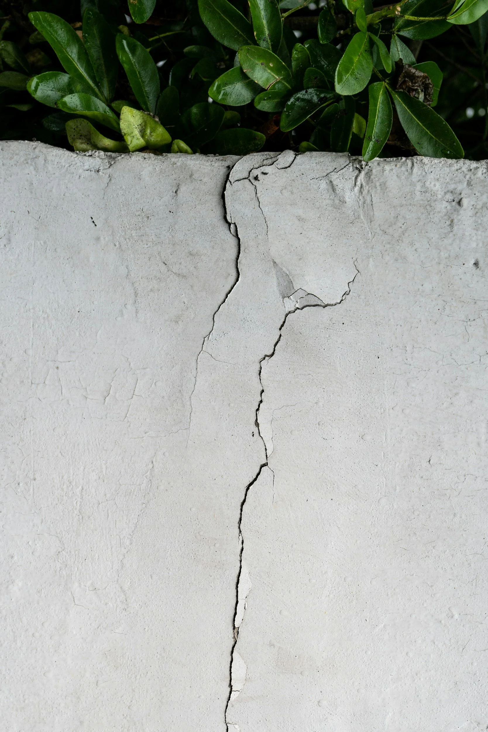 A close-up view of a white wall with a vertical crack running through it, with green leaves and foliage peeking over the top edge of the wall.