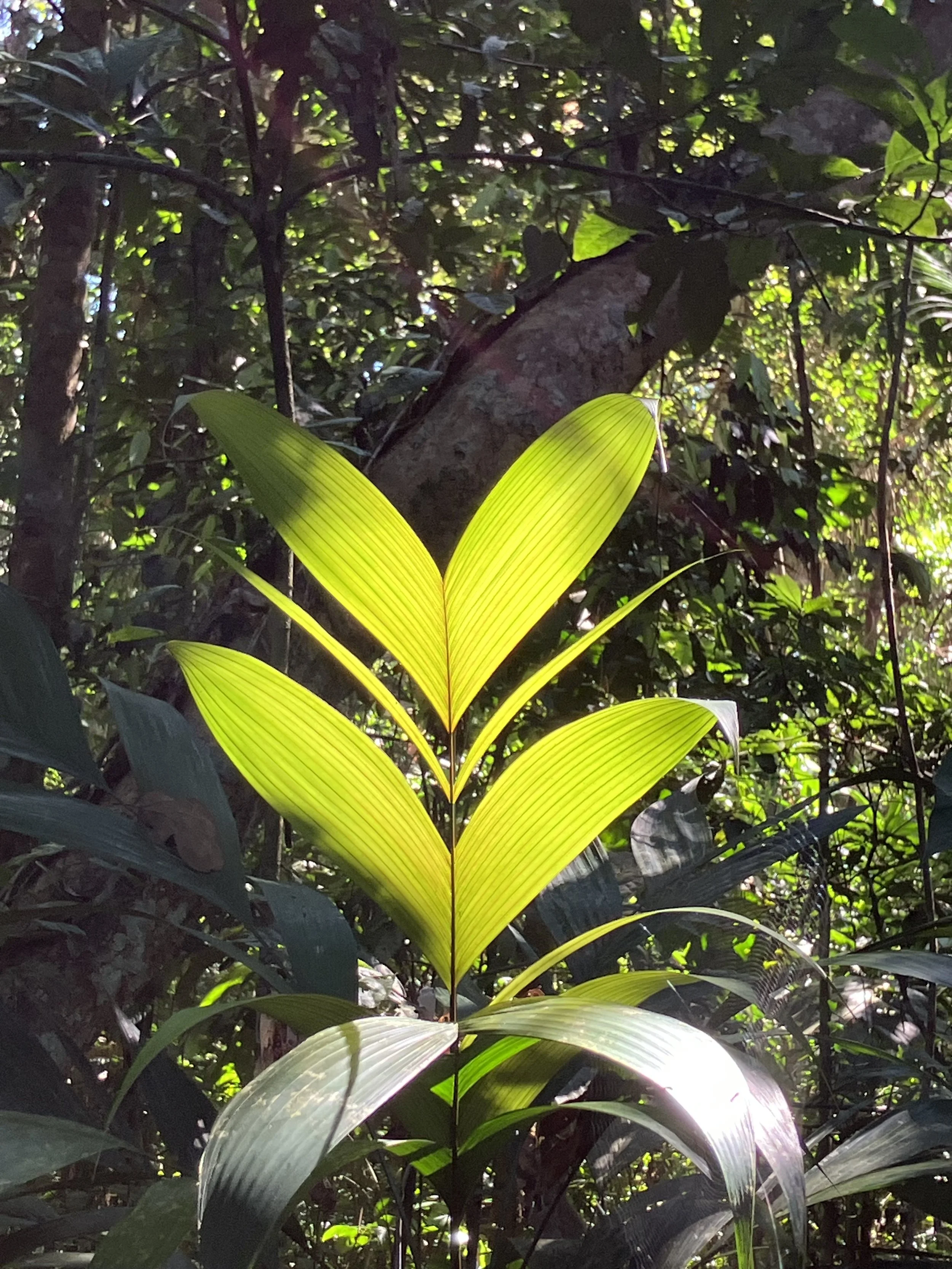 Dense jungle with sunlight filtering through the leaves, showing a variety of green plants and foliage, with prominent large, bright yellow-green leaves in the foreground.